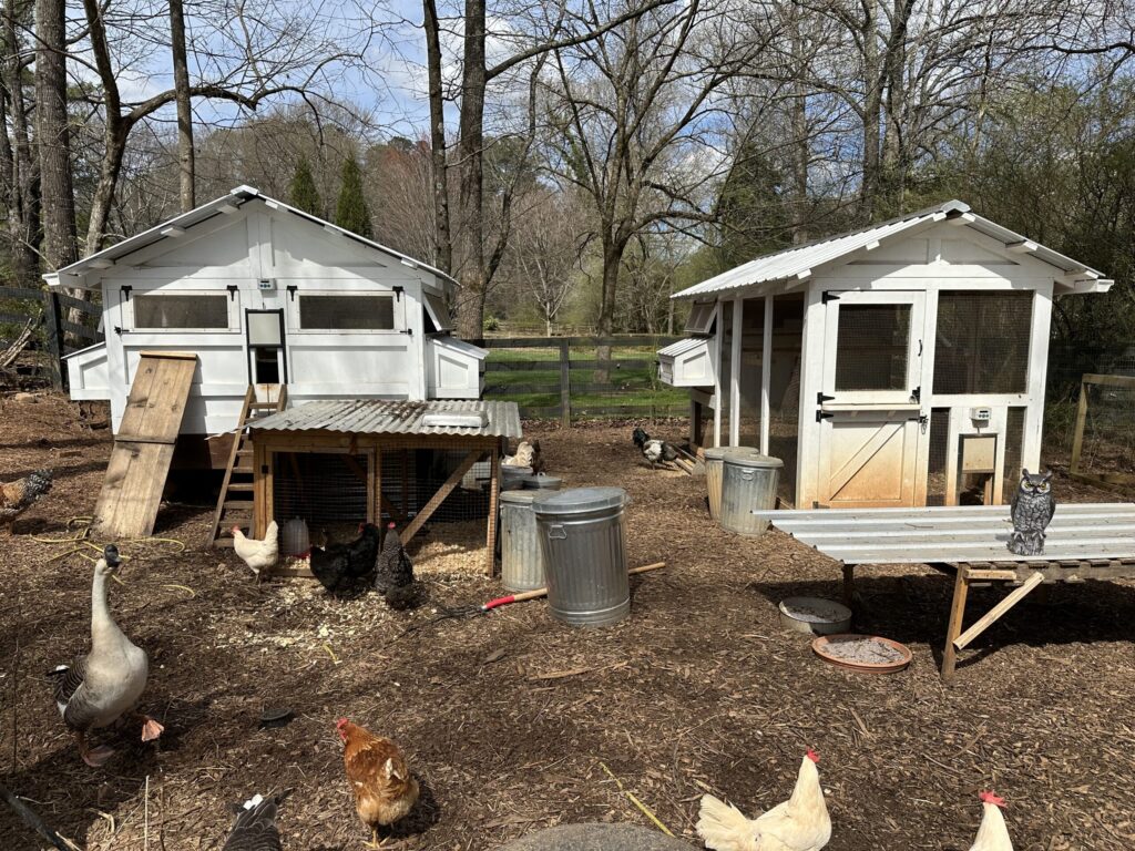 Portable Chicken Coop