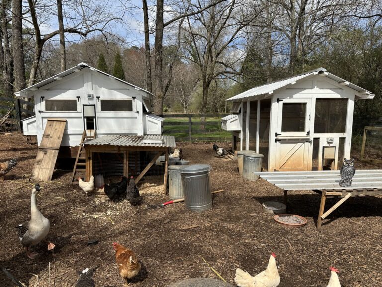 Portable Chicken Coop