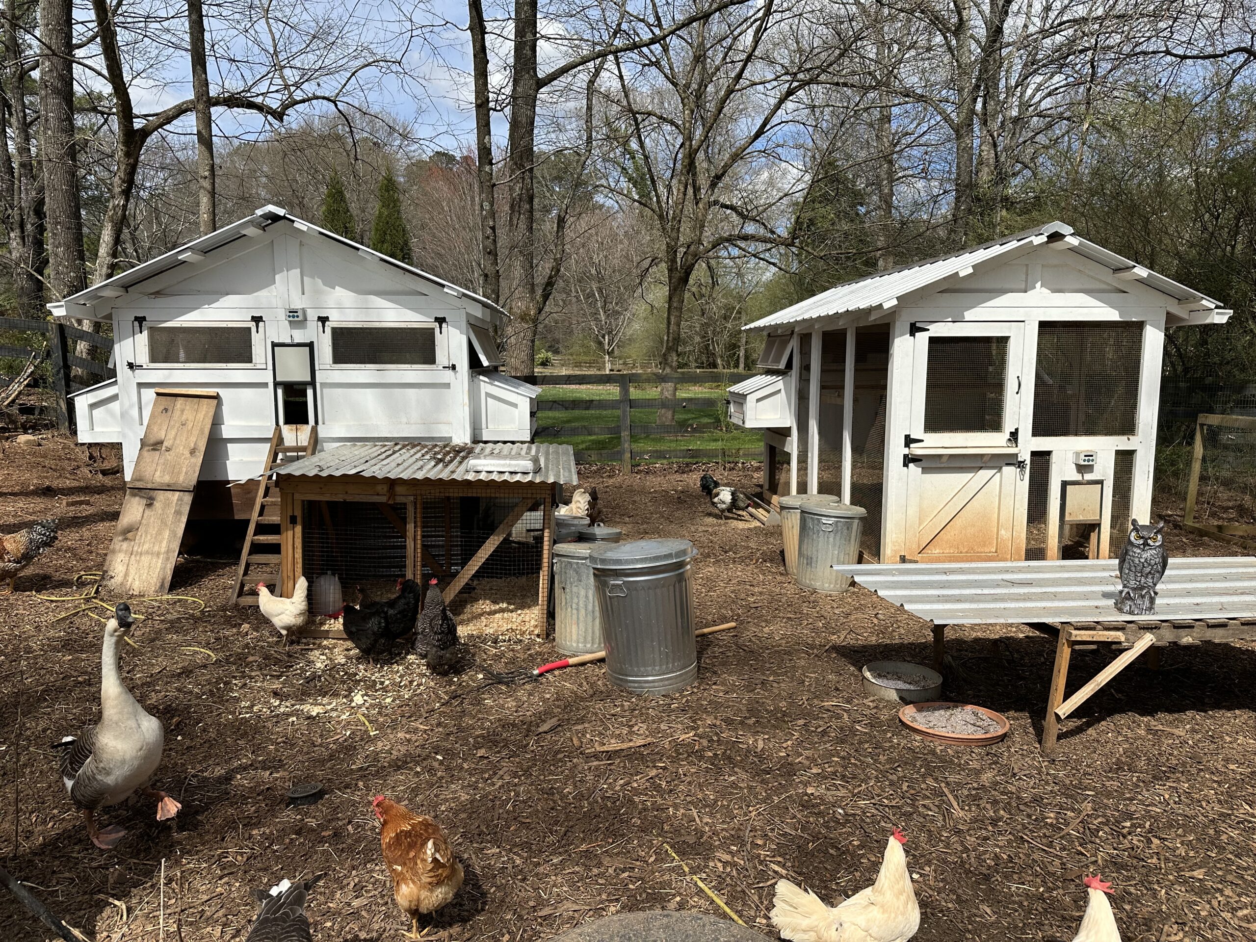 Portable Chicken Coop